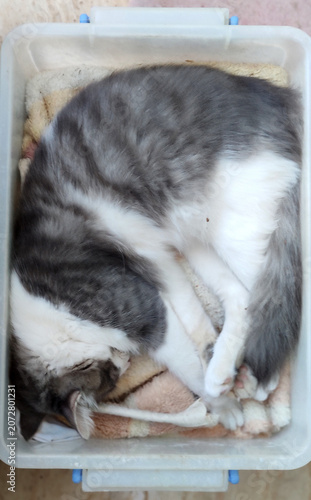 Top-down view of a fluffy grey and white cat sleeping curled up inside a plastic box on a cozy blanket. Perfect for funny pet behavior, lifestyle, and cute animal concepts.