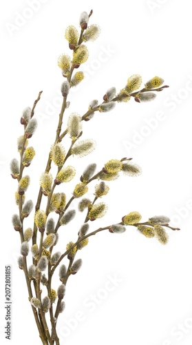 Elegant Dried Willow Catkin Branch Isolated on White Background for Botanical and Floral Decor Concept