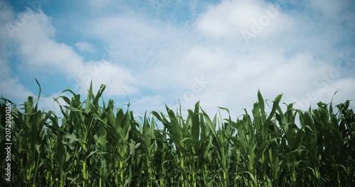 Cultivated maize field under summer skies with healthy growing plants. Agriculture, agribusiness, sustainable farming and harvest season concept. 4K.