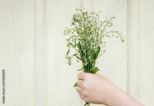 Kid holding herbal medicinal flower. Bouquet of Capsella bursa-pastoris, commonly known as shepherd's purse or lady's purse small herbal medicinal flower. Hand with bouquet against yellow background.