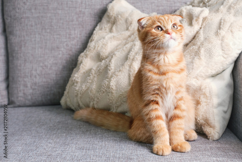 A beautiful red tabby kitten sits on gray sofa with white pillows, front view.