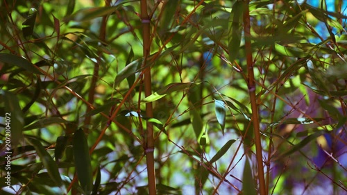 Golden bamboo branches and foliage swaying in sunlight beneath bright sky, serene botanical and tropical nature scene, 4K