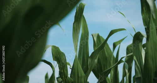 Lush green corn leaves swaying gently in a summer breeze beneath a bright blue sky. Agriculture, crop growth and rural landscape concept. 4K.