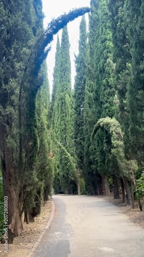  tall cypresses