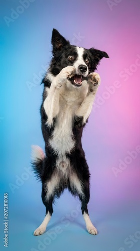Playful Black and White Border Collie Dog Jumping on Vibrant Pink and Blue Studio Background