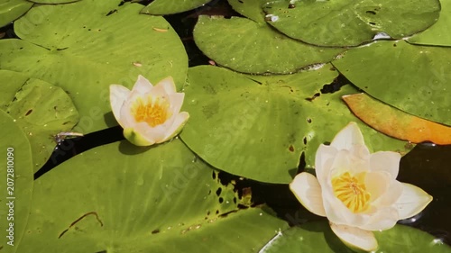 White Water Lily Blooming on a Pond Surrounded by Green Lily Pads, 4K