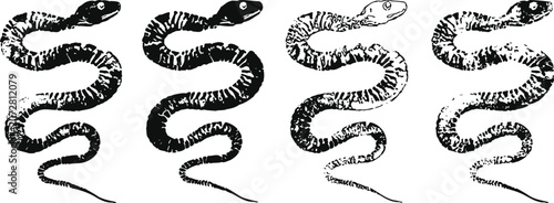four coiled rattlesnakes in black and white vintage engraving illustration