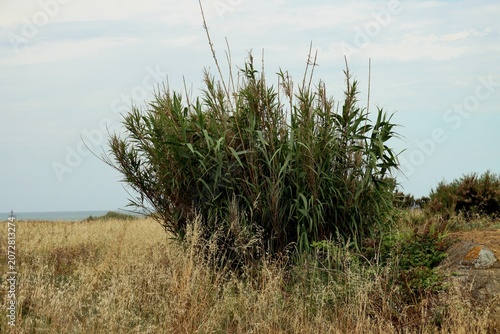 paysage bord de l' océan