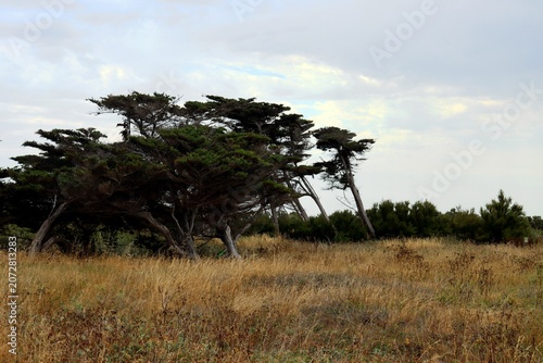 paysage bord de l' océan