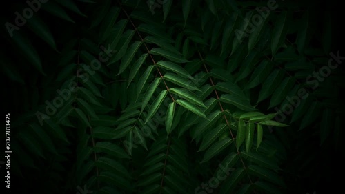 Moody close-up of overlapping dark green fern leaves illuminated by focused low light, evoking tropical mystery, solitude and lush natural texture. 4K.