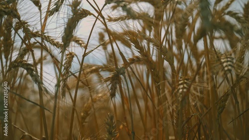 Low-angle view of ripening wheat crops reaching toward the sky. Agricultural landscape representing grain production, harvest season and rural abundance. 4K.
