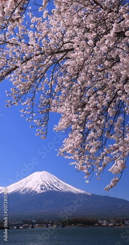 河口湖の桜と富士山　山梨県
