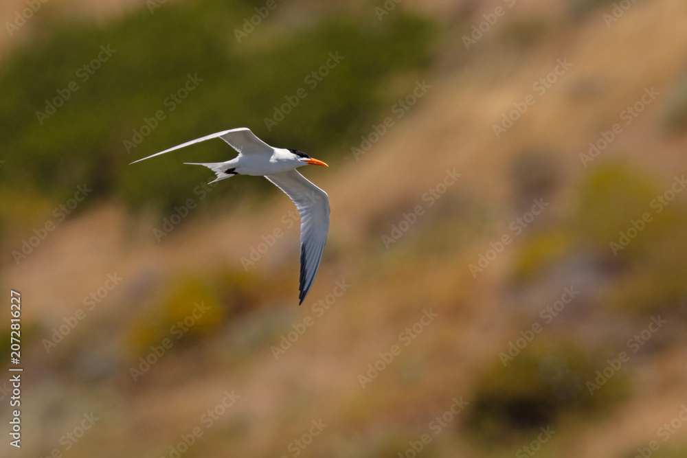 Fototapeta premium rybitwa kalifornijska (Thalasseus elegans)