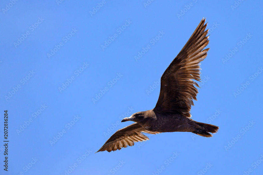 Fototapeta premium mewa lśniąca (Larus heermanni)