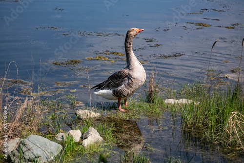 Goose in the pond