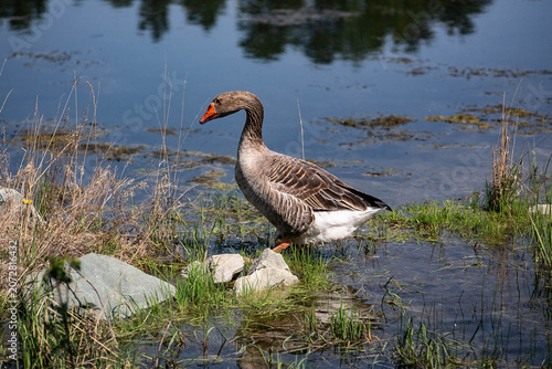 Goose in the pond
