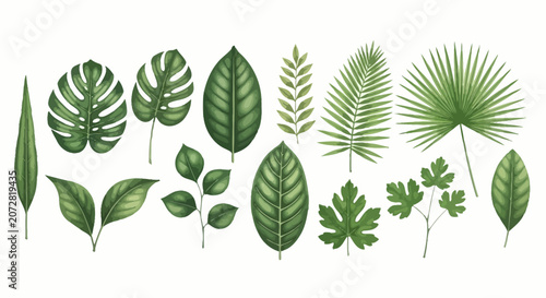 Tropical green leaves collection, botanical monstera and palm leaf set, 13 realistic jungle foliage vector elements for summer design and wedding invitations