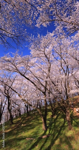 弘法山古墳の桜　長野県　パン映像
