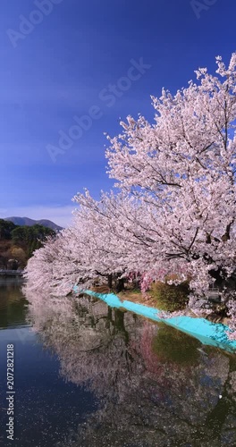 臥竜公園の桜並木と揺れる水面　長野県
