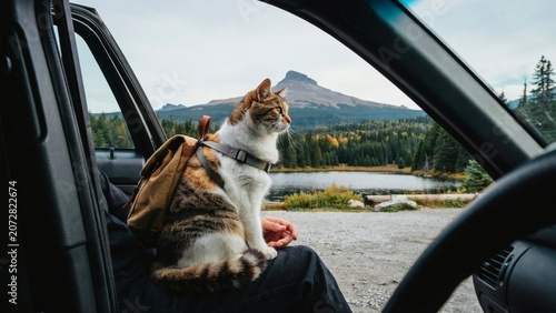 cat travelling with owner