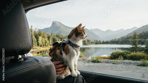 cat travelling with owner
