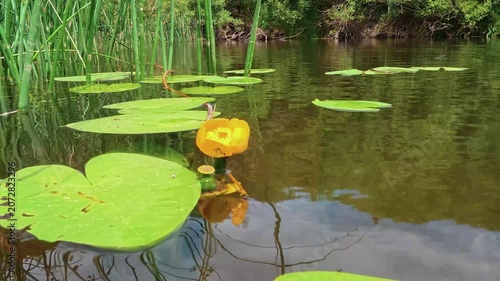 Yellow Water Lily Among Green Lily Pads on a Calm Pond, Summer Nature Scene, 4K