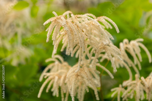 Aruncus dioicus white fluffy plant, also known as goat's beard soft focus.