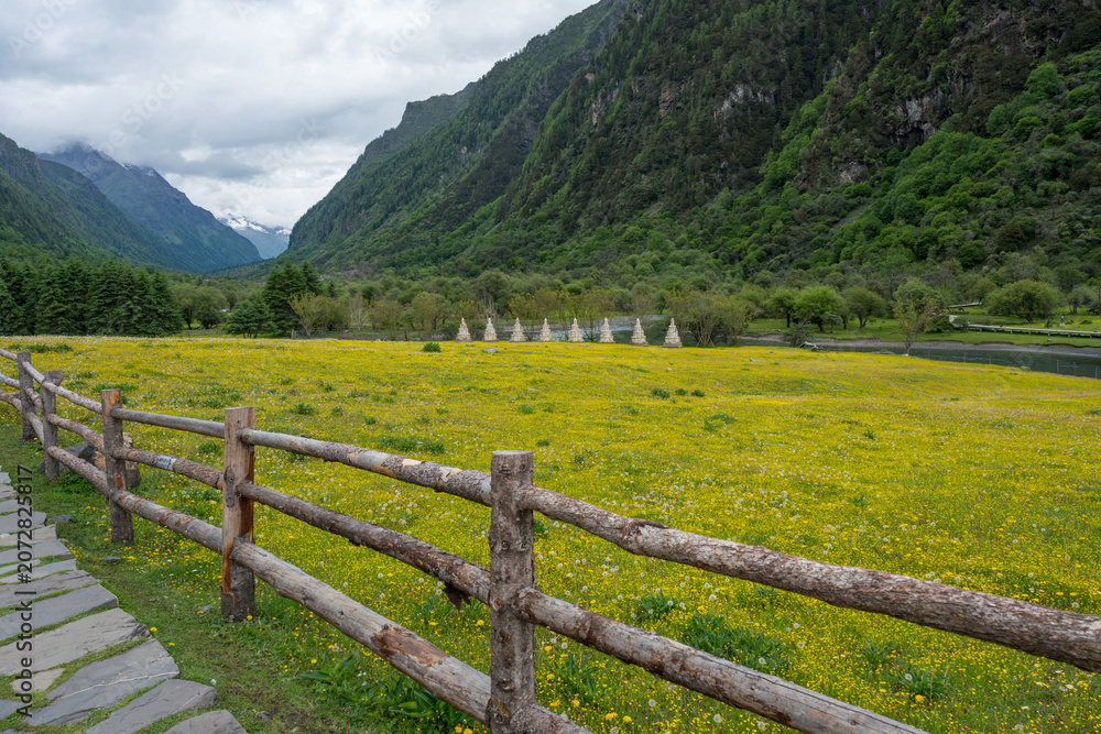 Fototapeta premium The meadow filled with wildflowers in the valley