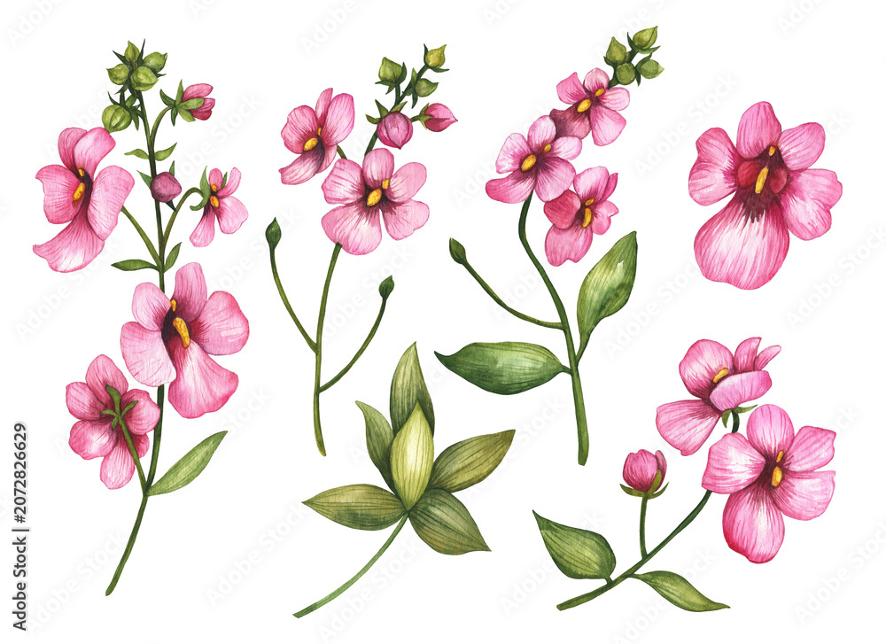 Fototapeta premium Set of watercolor pink flowers, illustration of Diascia (Twinspur) isolated on white background, hand drawn floral elements for design.