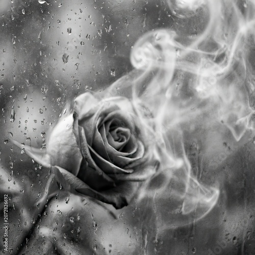 Mysterious Black and White Rose with Dramatic Smoke Swirls on Dark Rainy Background