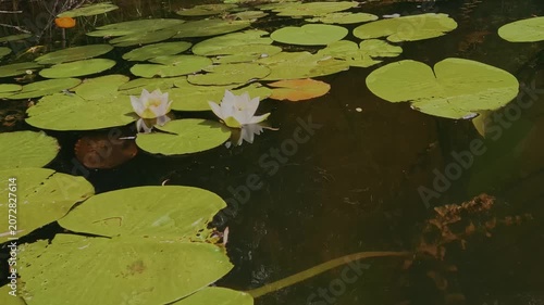 White Water Lily Blooming on a Pond Surrounded by Green Lily Pads, 4K