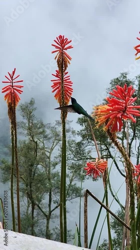 sparkling violetear hummingbird hovering and drinking nectar from a vibrant red hot poker flower. Beautiful nature scenery of cocora valley, colombia