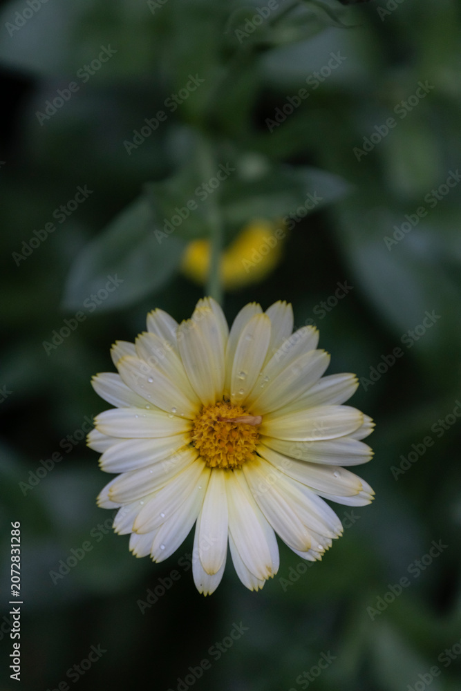 Fototapeta premium White and yellow calendula flower with water drops on petals after rain. Macro top view on a green background.
