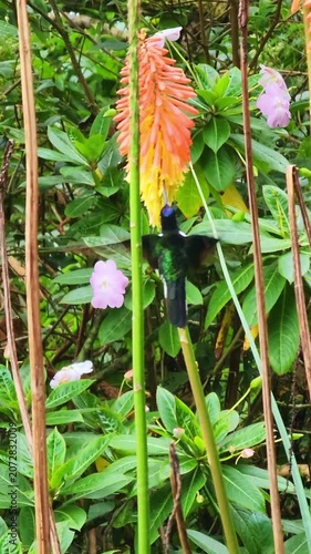 Beautiful collared inca hummingbird hovering and collecting nectar from a red hot poker flower in a lush green colombian forest environment