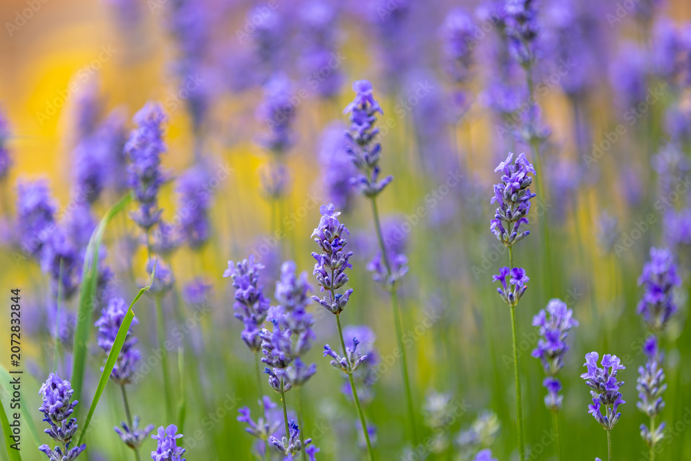 Obraz premium Beautiful lavender field at sunset. Purple flower background. Blossom violet aromatic plants.