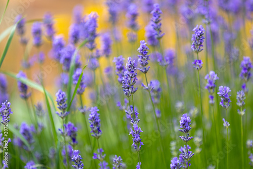 Beautiful lavender field at sunset. Purple flower background. Blossom violet aromatic plants.