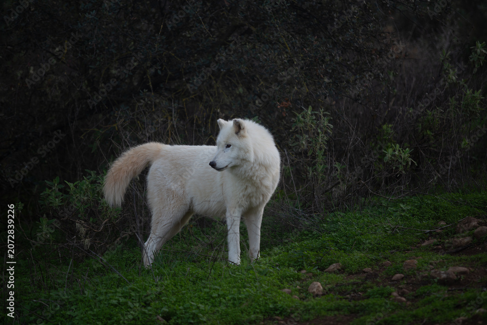Obraz premium Wolf in the wild