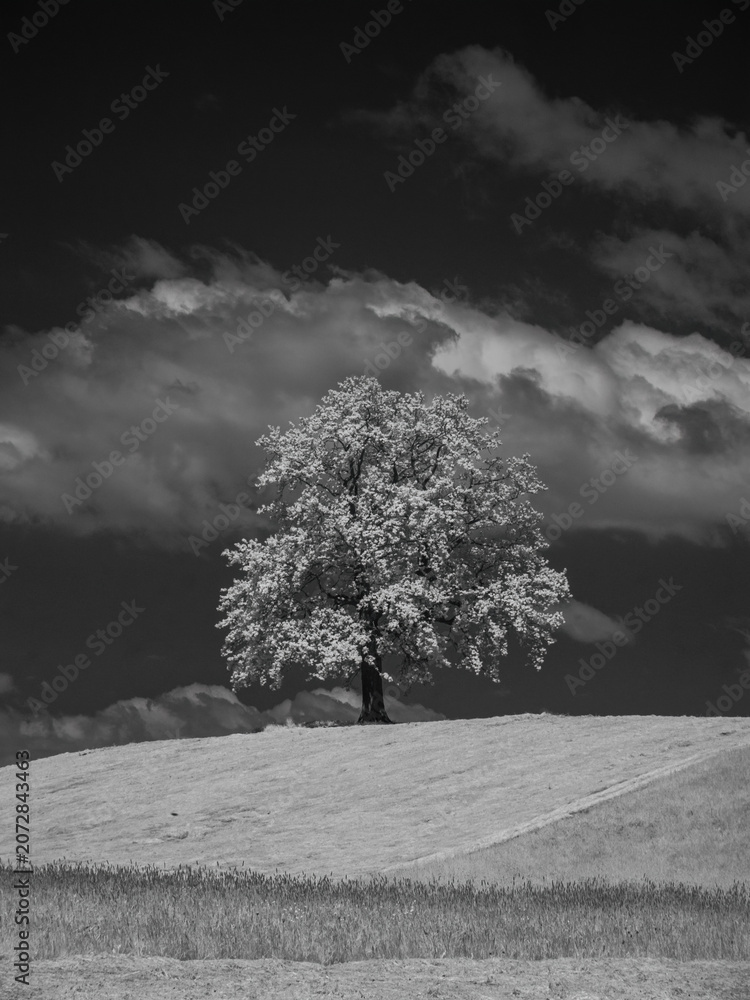 Obraz premium Solitary Tree under Dramatic Clouds