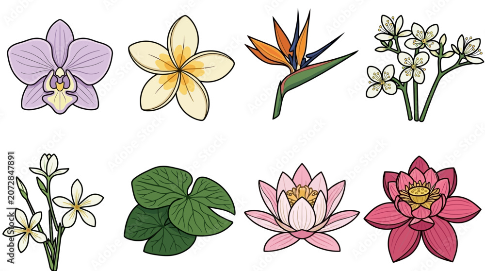 Obraz premium Ensemble d'illustrations vectorielles de fleurs tropicales exotiques incluant orchidée, frangipanier, oiseau du paradis, jasmin, nénuphar et lotus sur fond blanc