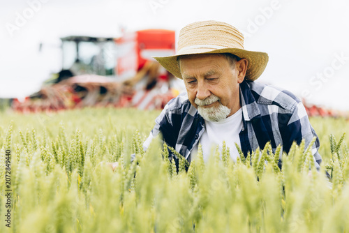 Bild auf Leinwand Senior farmer wearing a straw hat carefully checking young wheat growth with an