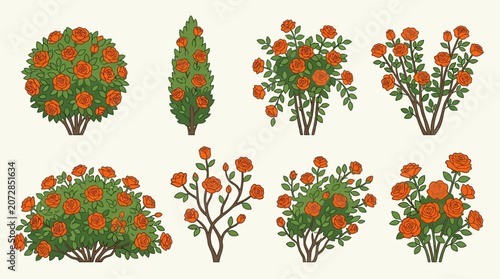 Eine Sammlung von handgezeichneten Rosensträuchern mit leuchtend orangefarbenen Blüten und grünen Blättern in verschiedenen Formen, ideal für botanische Designs und Gartenprojekte.