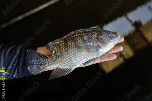 Man Holding a Large Fresh Tilapia Fish in a Fish Farm