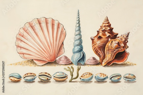 A collection of various seashells including a large fan shell, a spiral cone shell, and small cowrie shells arranged on a sandy beach surface