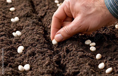 a close up, eye level shot of a person's hand planting a single white seed into a furrow of dark brown soil. 
