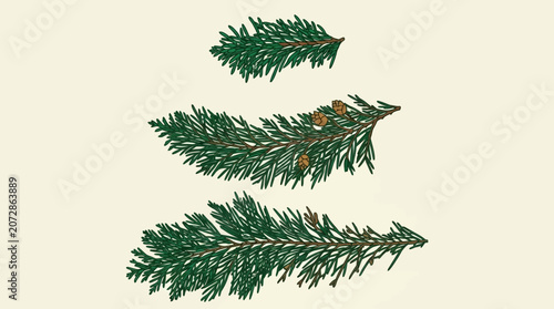 Illustrazione botanica di tre rametti di conifera disposti in ordine di grandezza su uno sfondo color crema, ideale per progetti di design naturale e decorazioni stagionali.