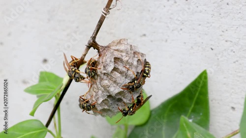 営巣するフタモンアシナガバチ　‐Polistes chinensis‐