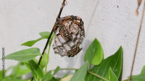 営巣するフタモンアシナガバチ　‐Polistes chinensis‐