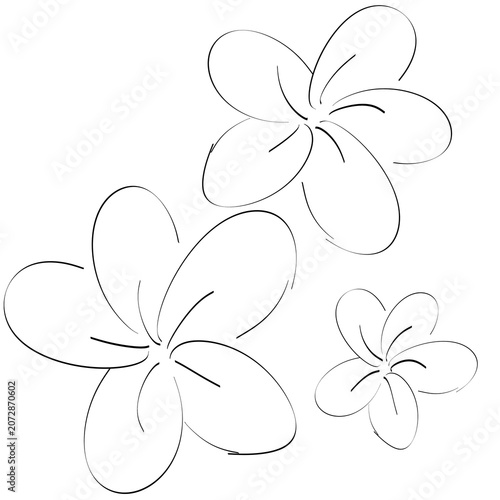 Beautiful plumeria flowers line art drawing for coloring