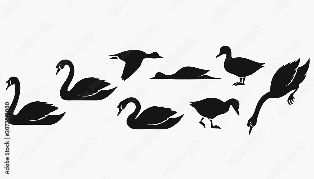 Fototapeta premium birds on a white background