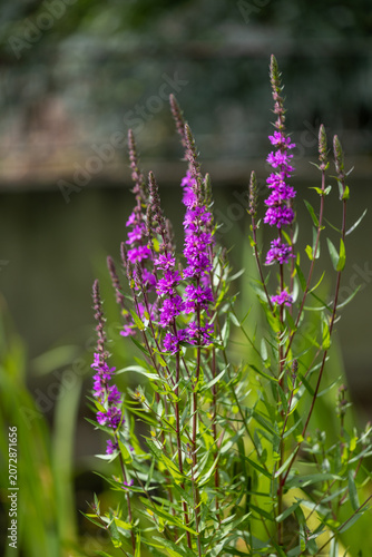 Close up of purple loosestrife, lythrum salicaria flowers in bloom